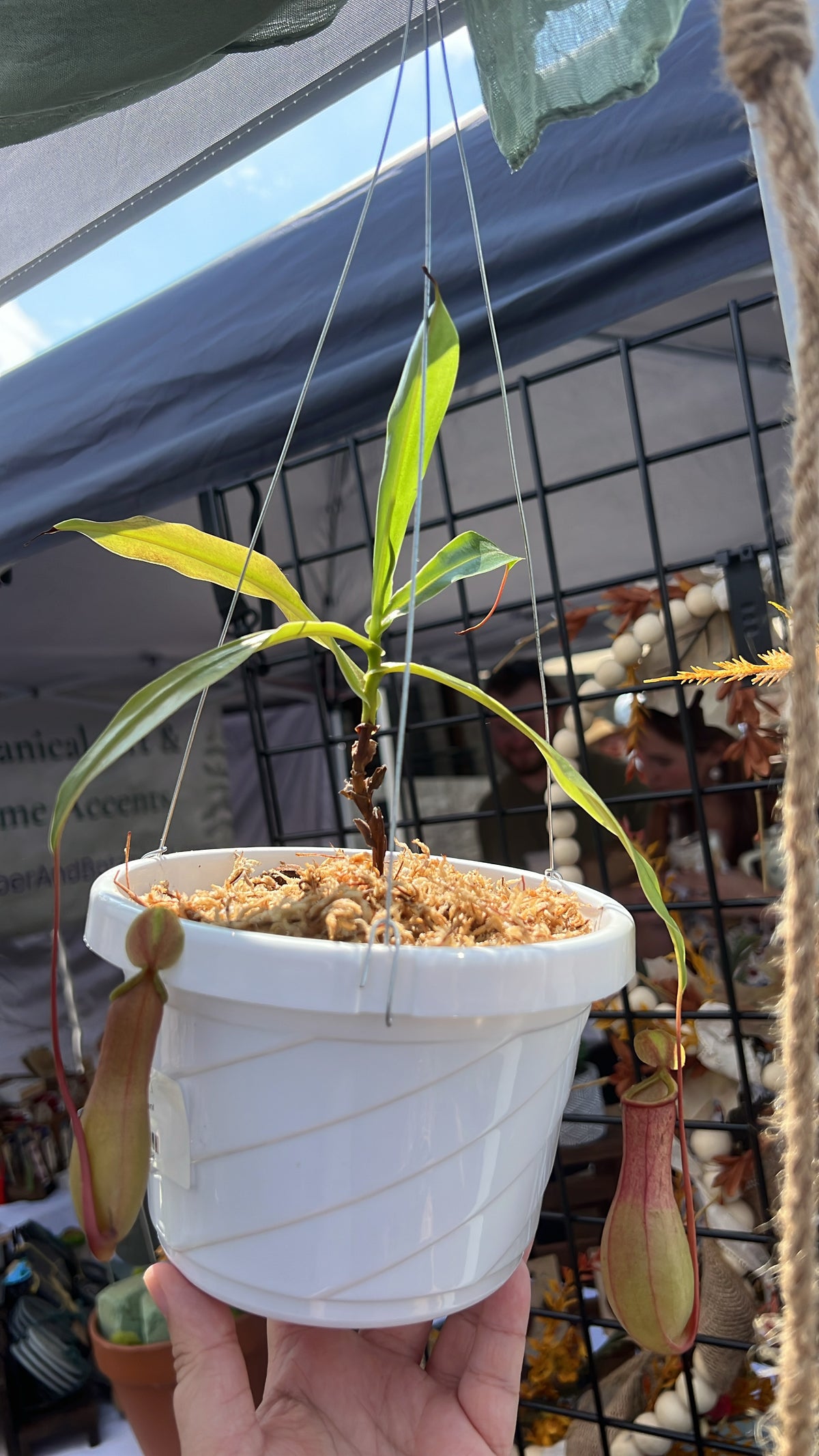 Pitcher Plant - Nepenthes in Hanger