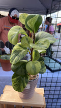 Peperomia Obtusflia Variegata