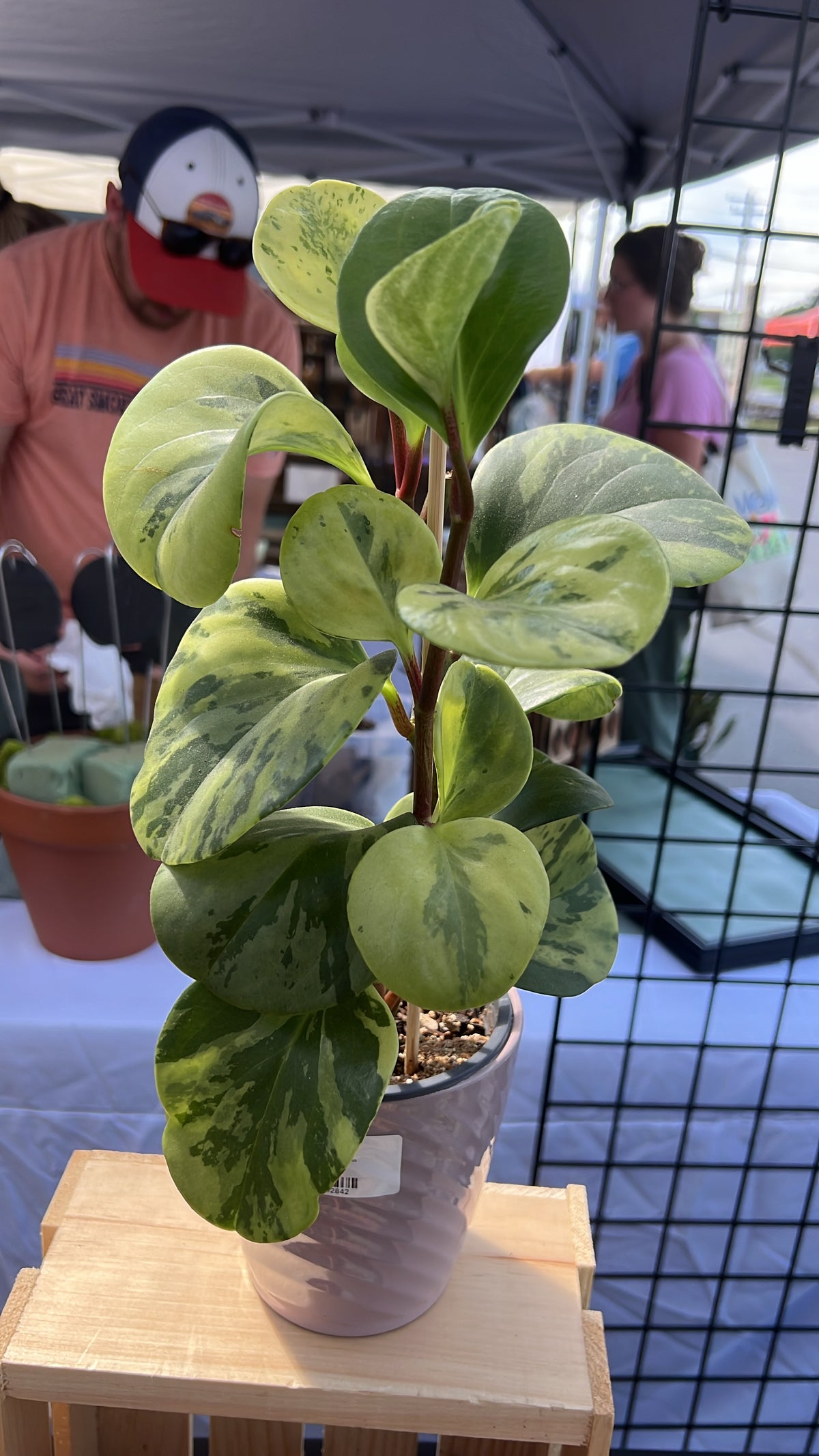 Peperomia Obtusflia Variegata