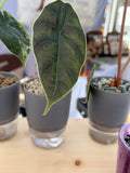 Alocasia Azlanii