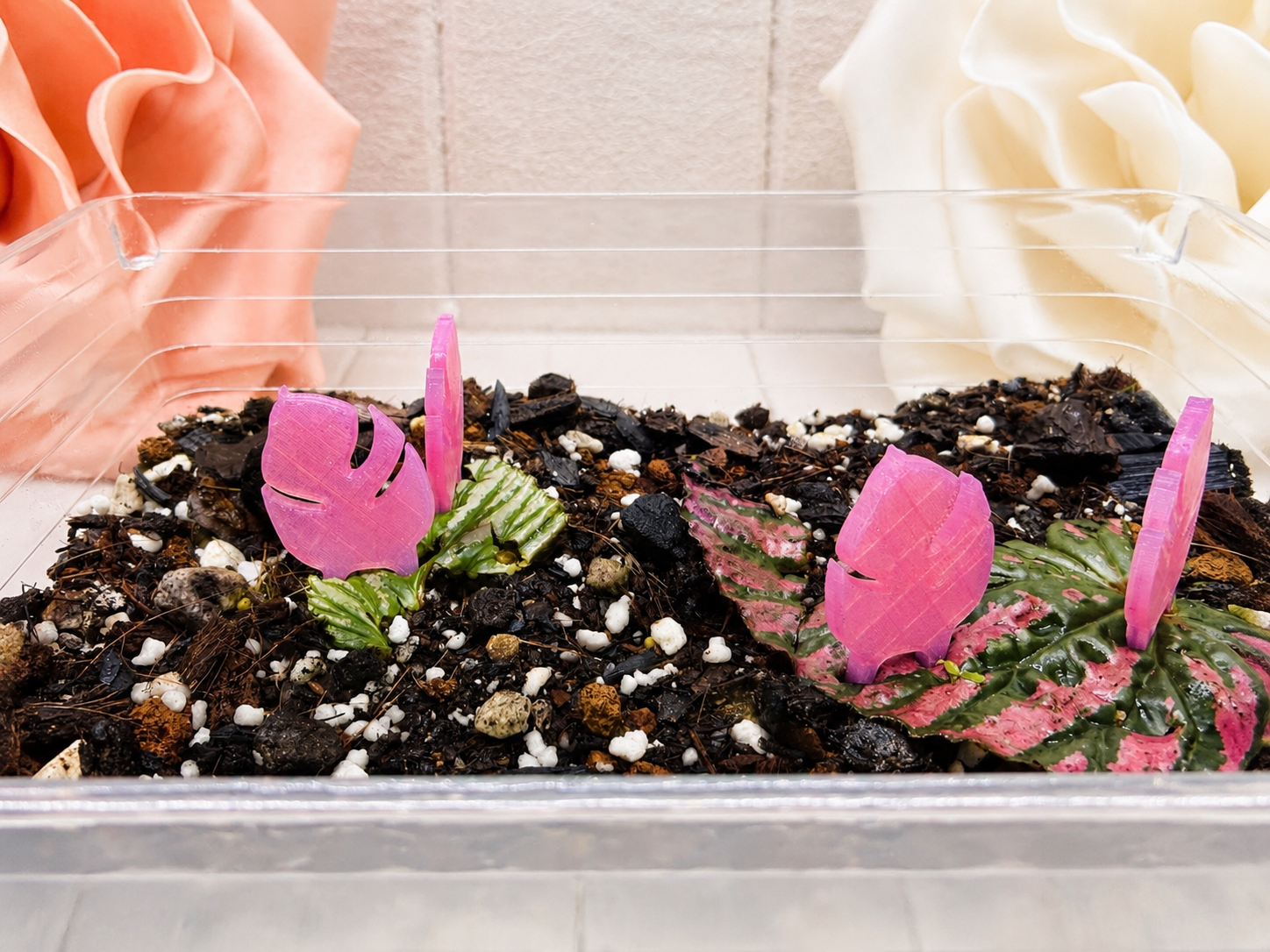 Propagation Pins - Set of 5 - Monstera Leaf