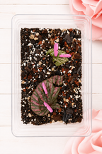 Propagation Pins - Set of 5 - Monstera Leaf