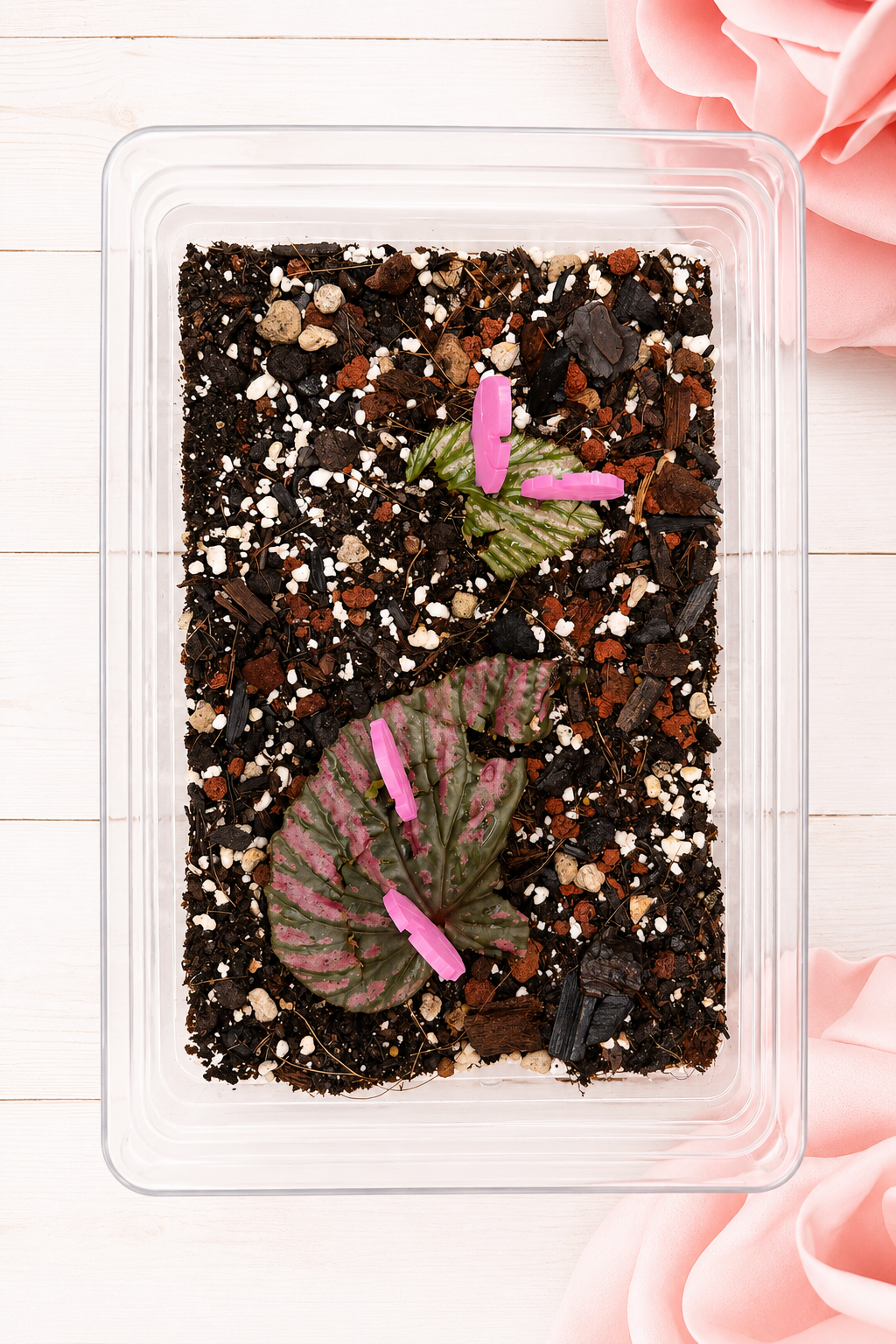 Propagation Pins - Set of 5 - Monstera Leaf