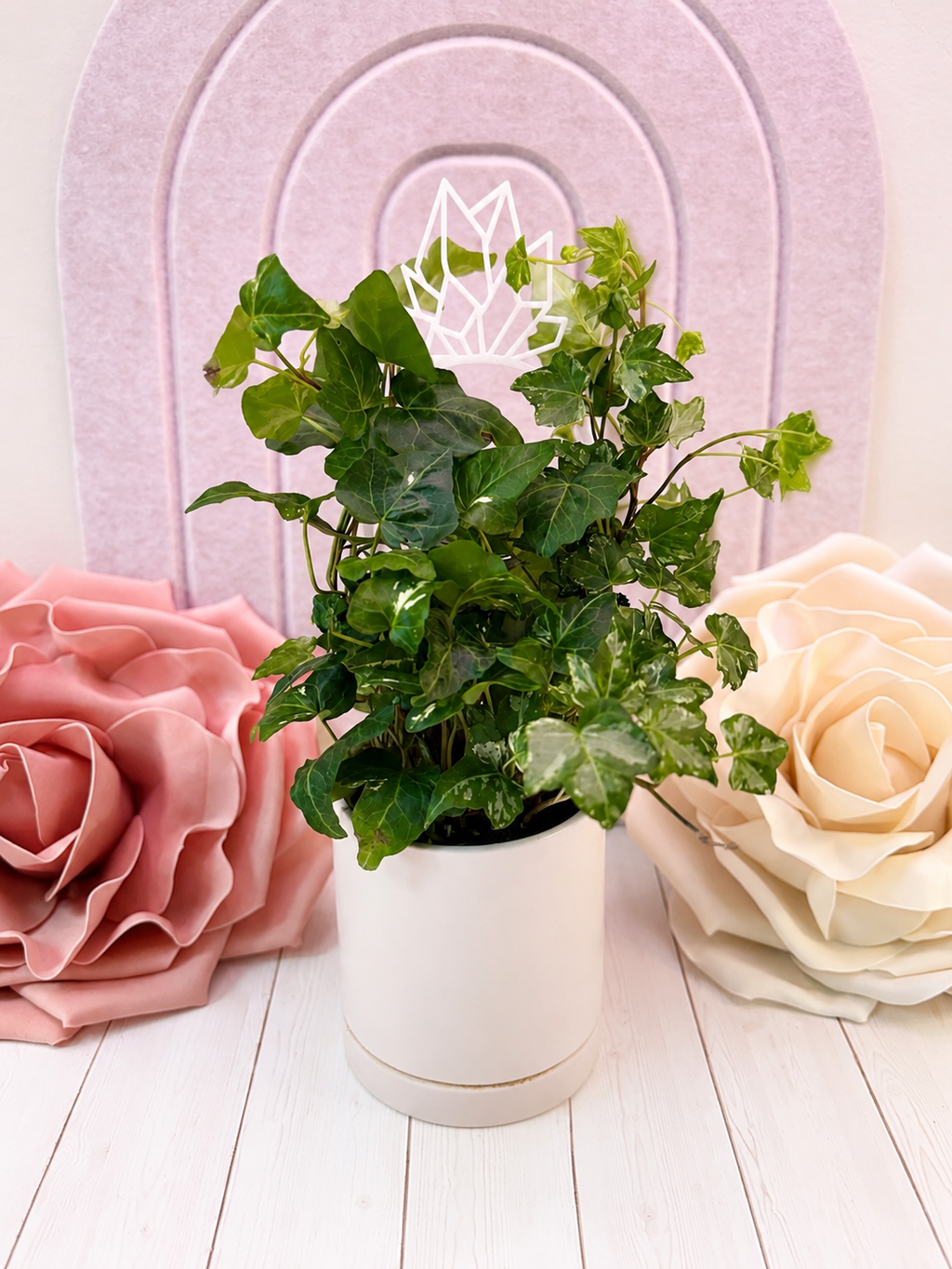 IVY KOLIBRE 4-inch
