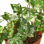 IVY KOLIBRE 4-inch