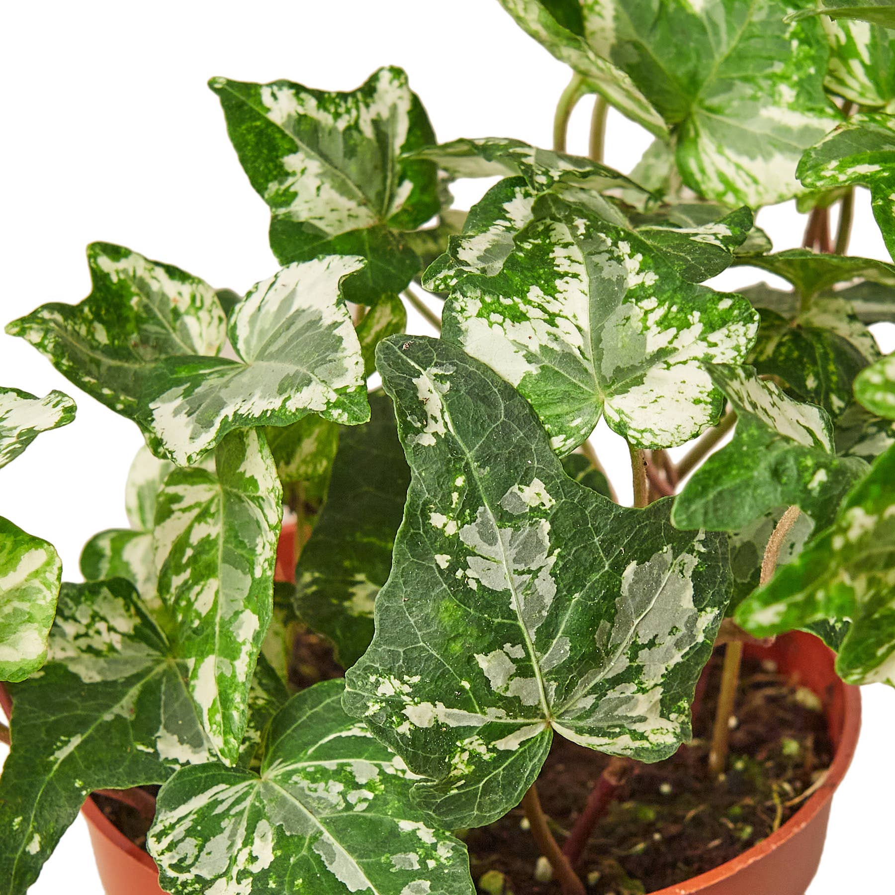 IVY KOLIBRE 4-inch