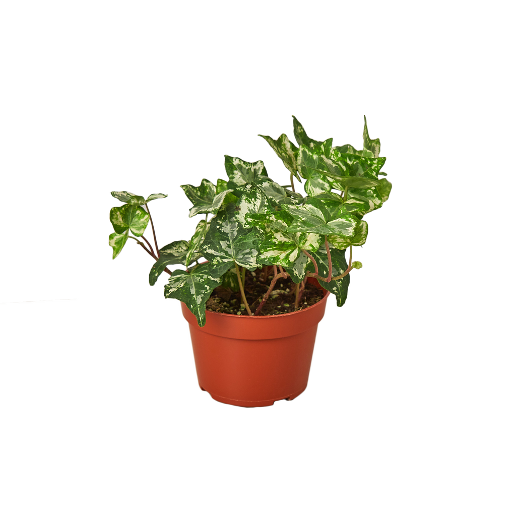 IVY KOLIBRE 4-inch