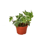 IVY KOLIBRE 4-inch