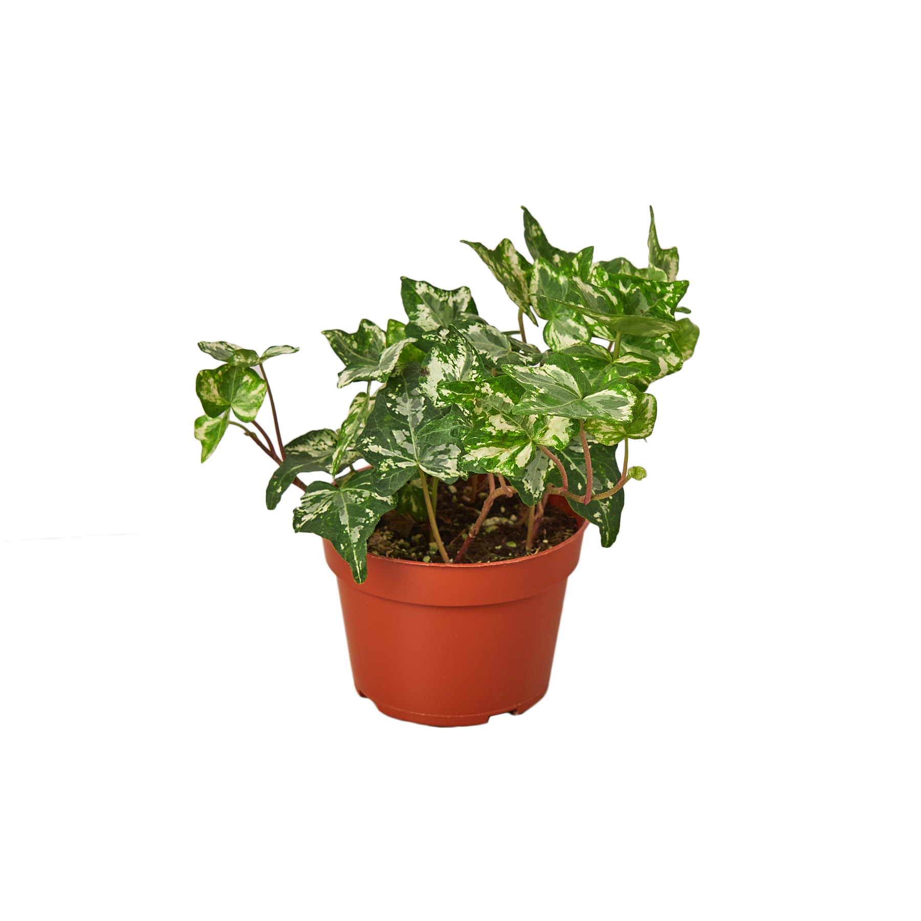 IVY KOLIBRE 4-inch